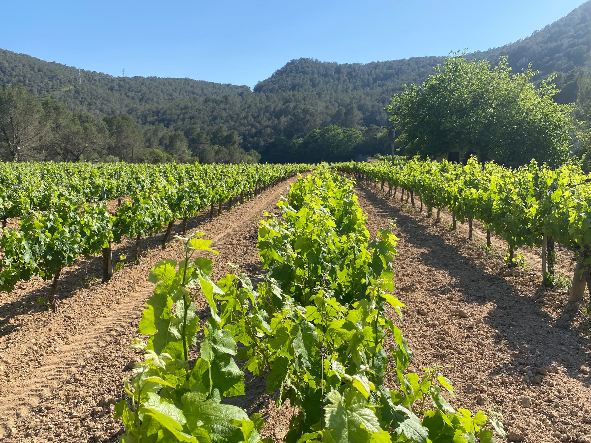 Rows of young vines climbing toward wooded hills under a clear sky