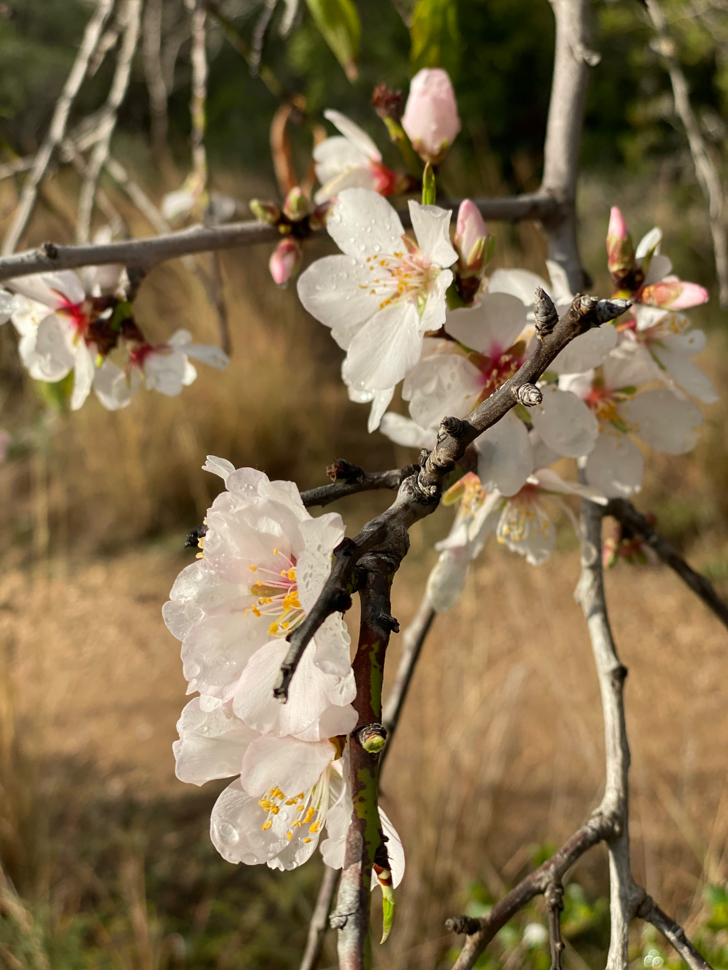Almond blossom opening on a bare branch in early morning light